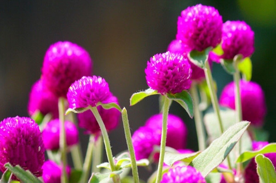 100 Globe Amaeanth Seeds Mixed Colors Gomphrena Free Shipping