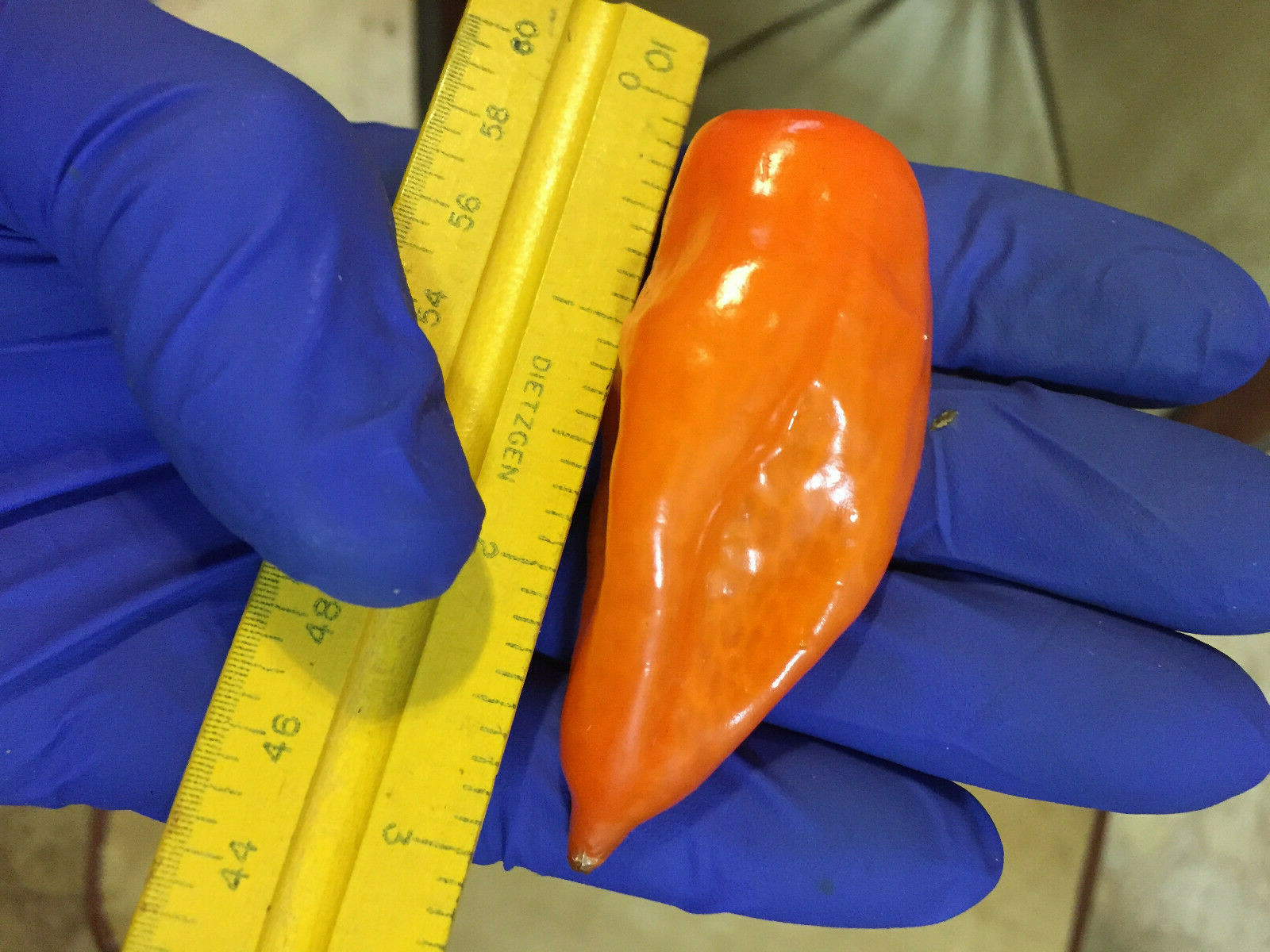 Yucatan Viper Chili Pepper Chile Nauyaca Habanero Extremely Hot Rare 20 SEEDS