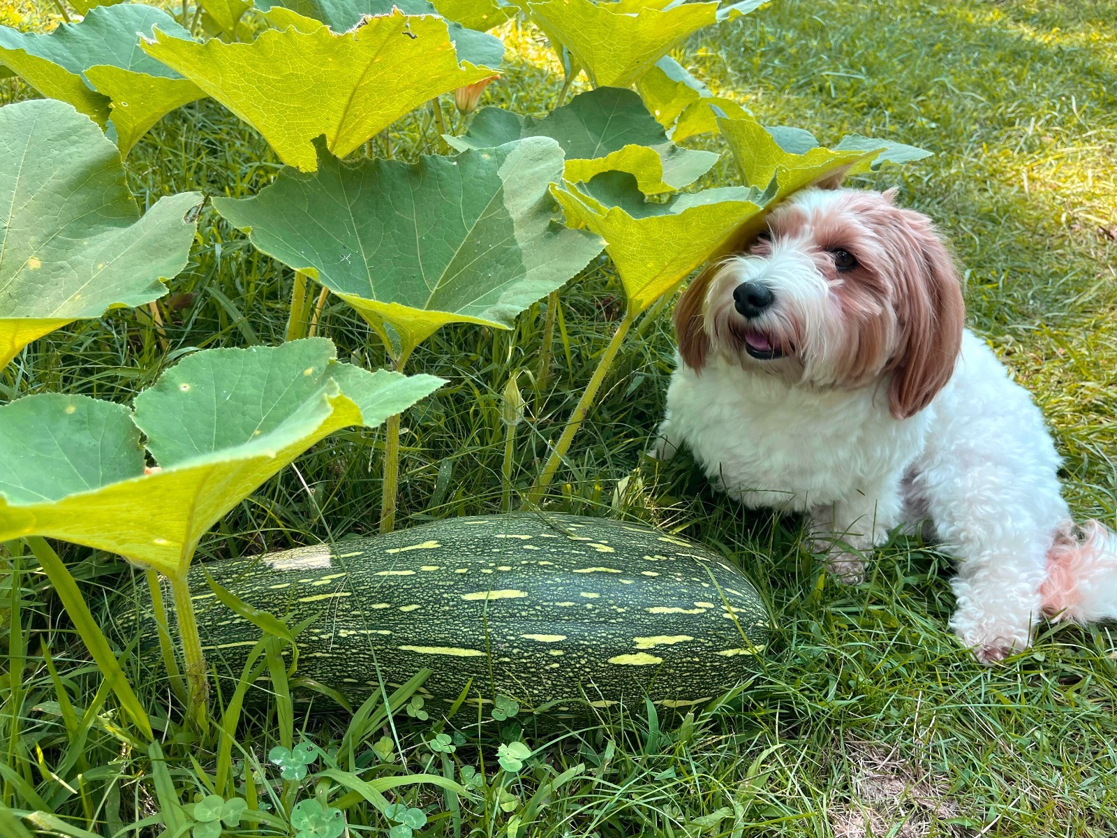Rare Chinese Pumpkin 中国南瓜: 12 Organic Heirloom Seeds – Healthy, Sweet & Tender