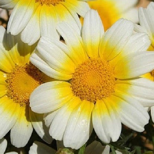 Garland Daisy Seeds For Planting Genuine Heirloom Shungiku, Tong Ho, Ssukgat