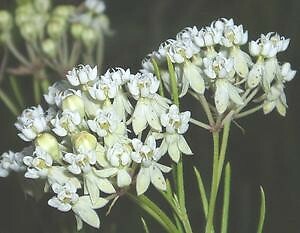 Asclepias verticillata 1,000 seeds