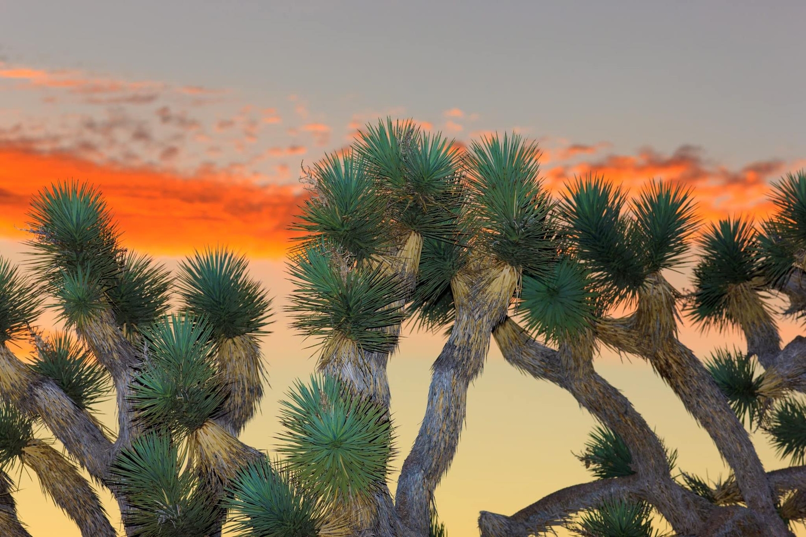Joshua Tree Bonsai Seeds – 10 Seeds to Grow – Highly Prized Joshua Tree