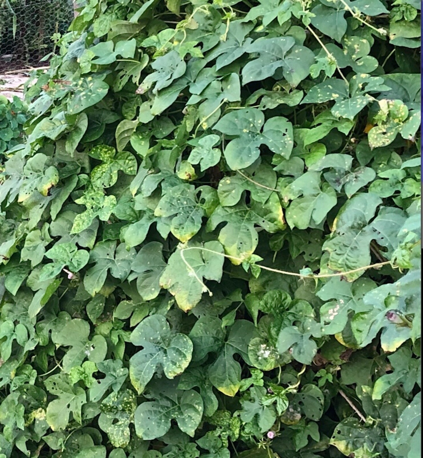Organic Ipomoea Hederacea~Ivy Leaf Blue Morning Glory~FRESH Seeds~Hummingbirds!