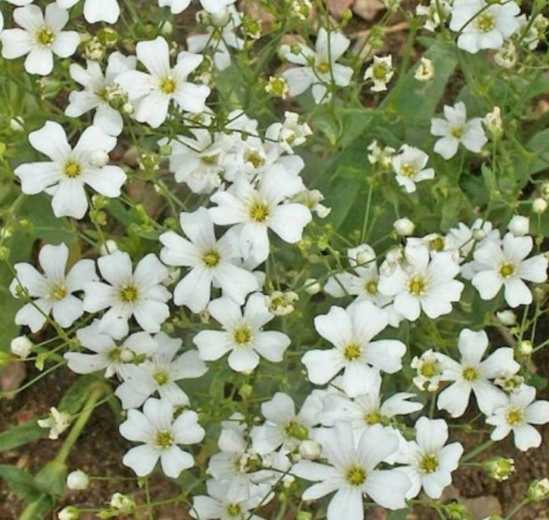 1500+ Baby’s Breath Seeds **Fresh Seeds** ~~Free Shipping~~