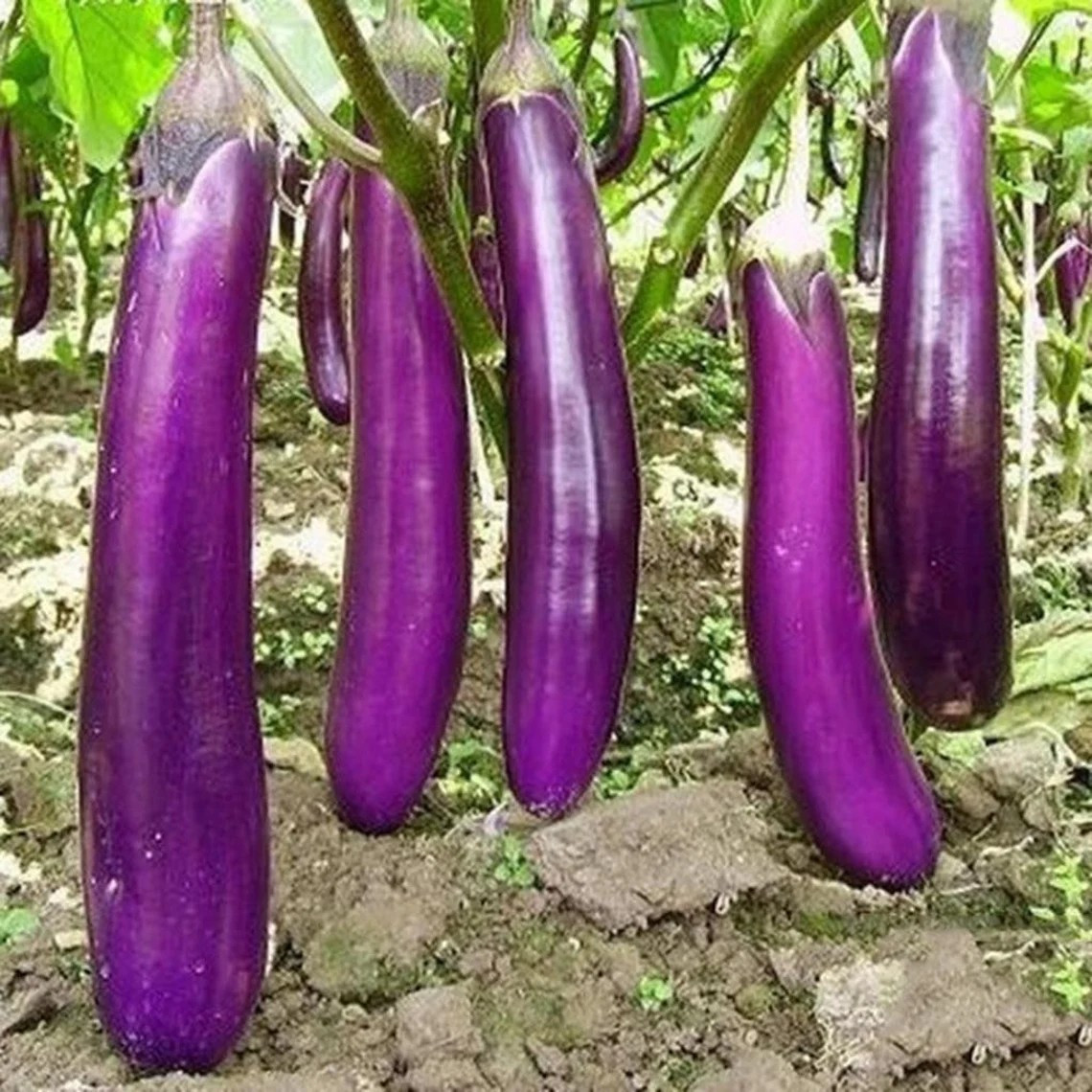 400+ LONG PURPLE EGGPLANT SEEDS – HEIRLOOM – ORGANIC ~ NON-GMO