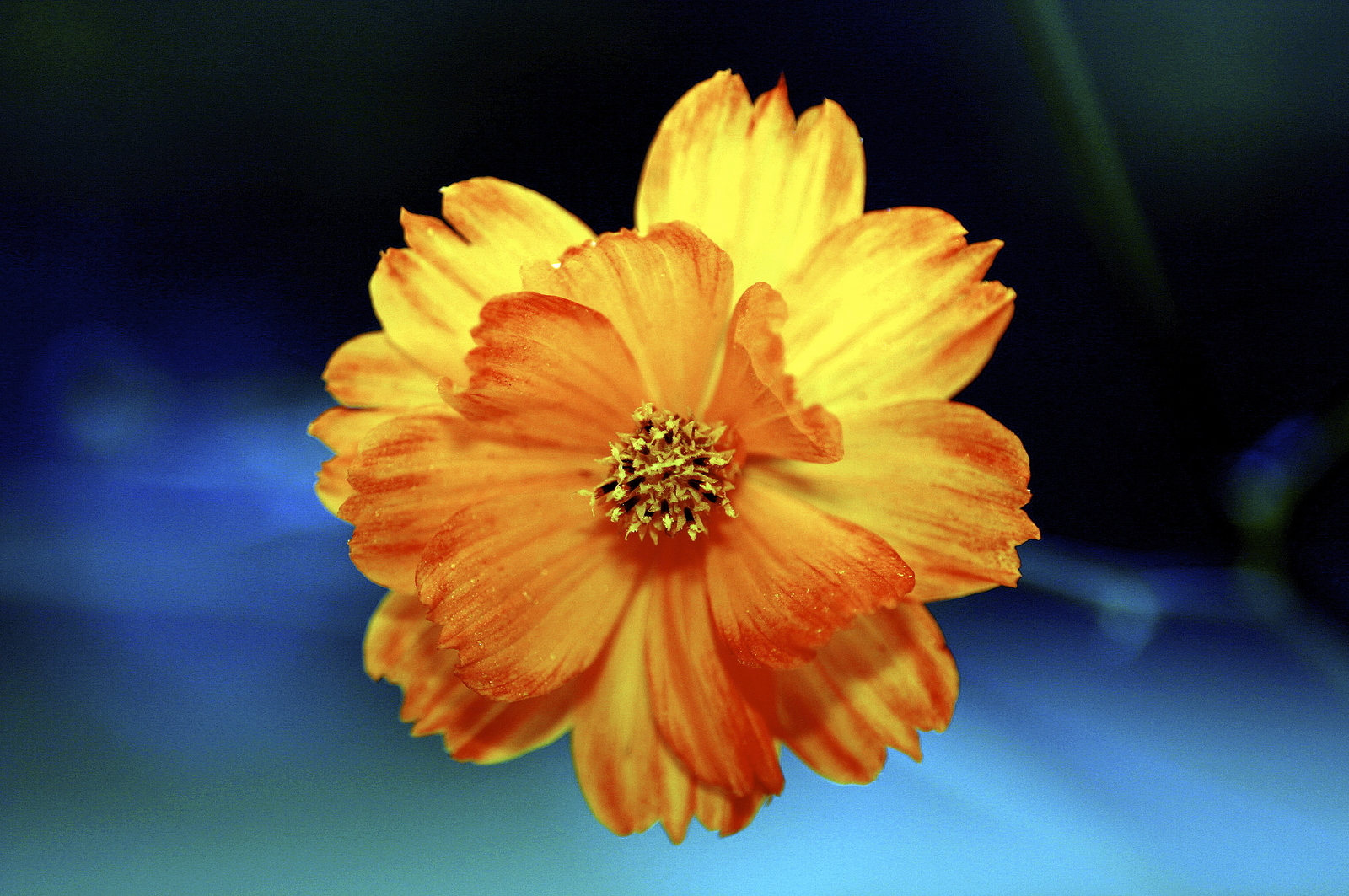 5,000 COSMOS SULPHUREUS Seeds (Double Orange Cosmos) BULK | Free shipping
