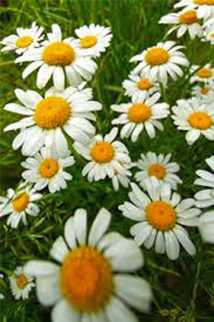 German chamomile ,Heirloom, NON-GMO, (100+) German chamomile Seeds