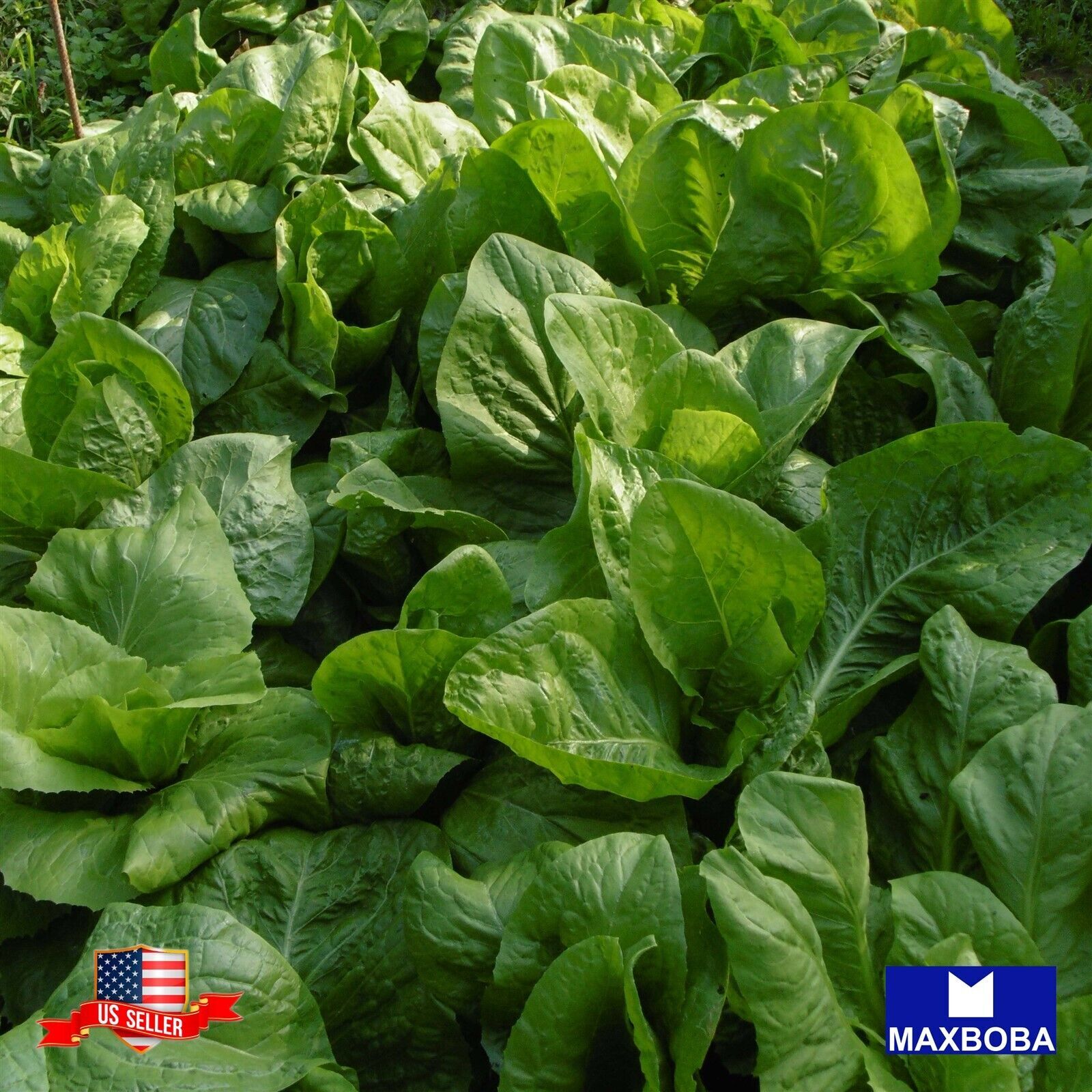350+ Spinach Fresh Seeds – Viroflay Non-GMO Heirloom Vegetable BOGO 50% OFF