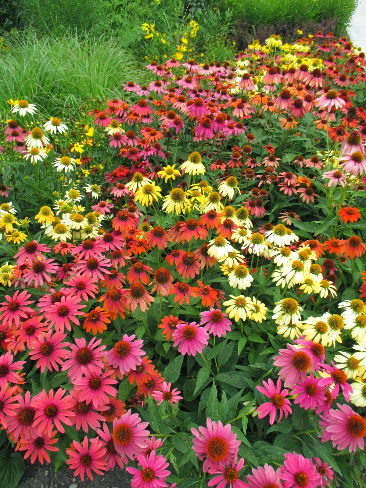 Cheyenne Spirit Coneflower Mix 50+ Fresh Seeds Yellow Red Orange ++ Echinacea