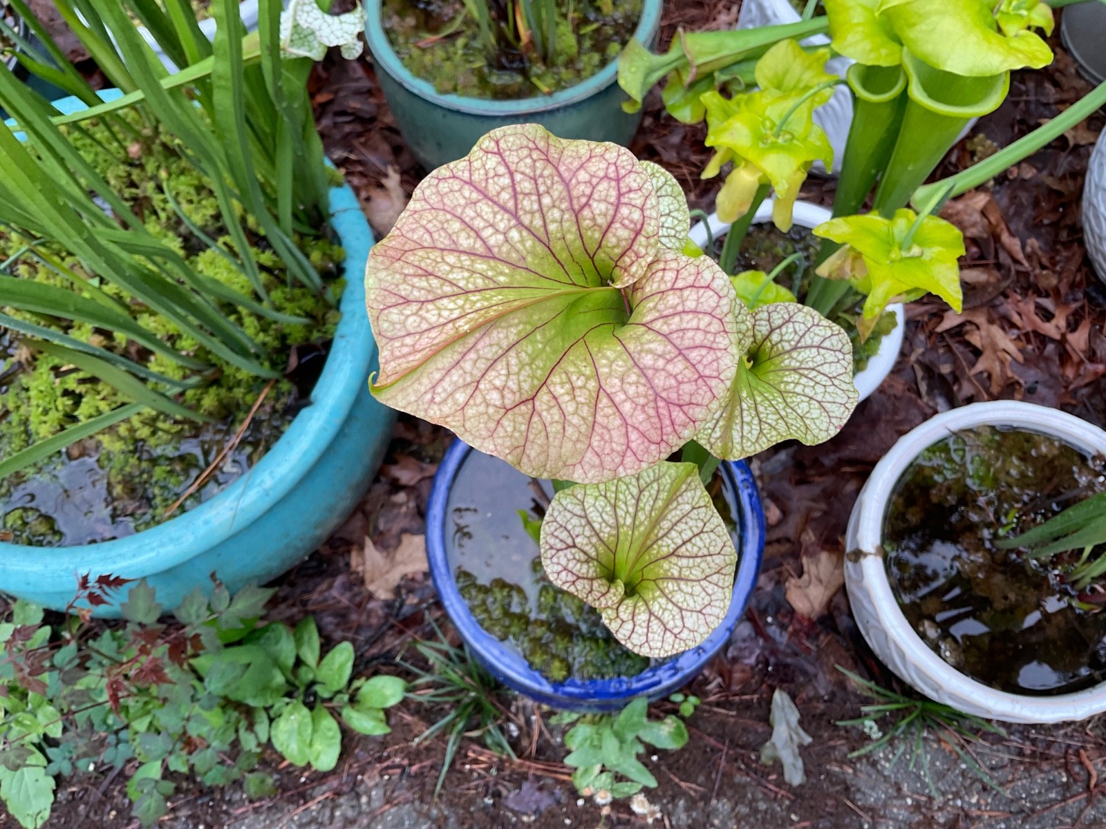 Sarracenia Pitcher Plant Seeds-100+ Maxsea Plant Food