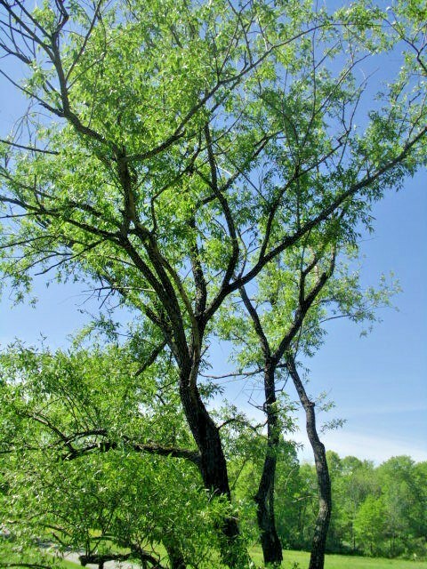 30 TRADUCTION SILVER WILLOW SEEDS – Salix schraederiana