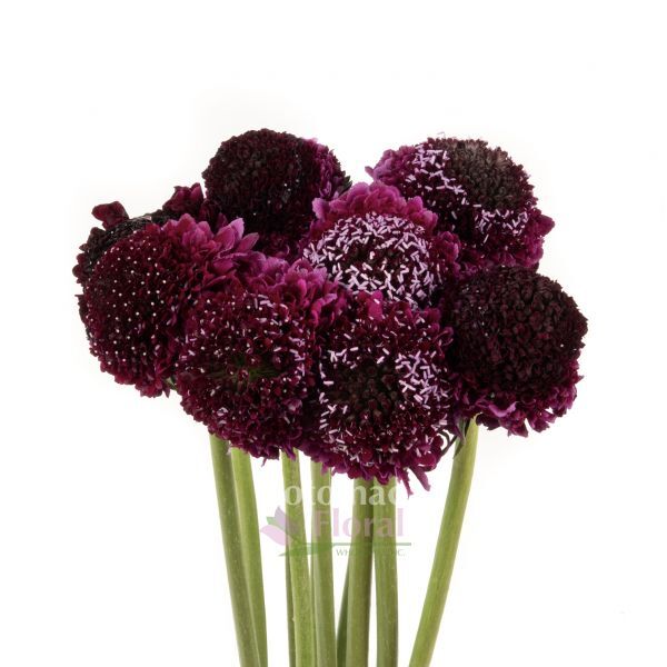 Scabiosa seed Burgundy Black Knight 40 fresh seeds