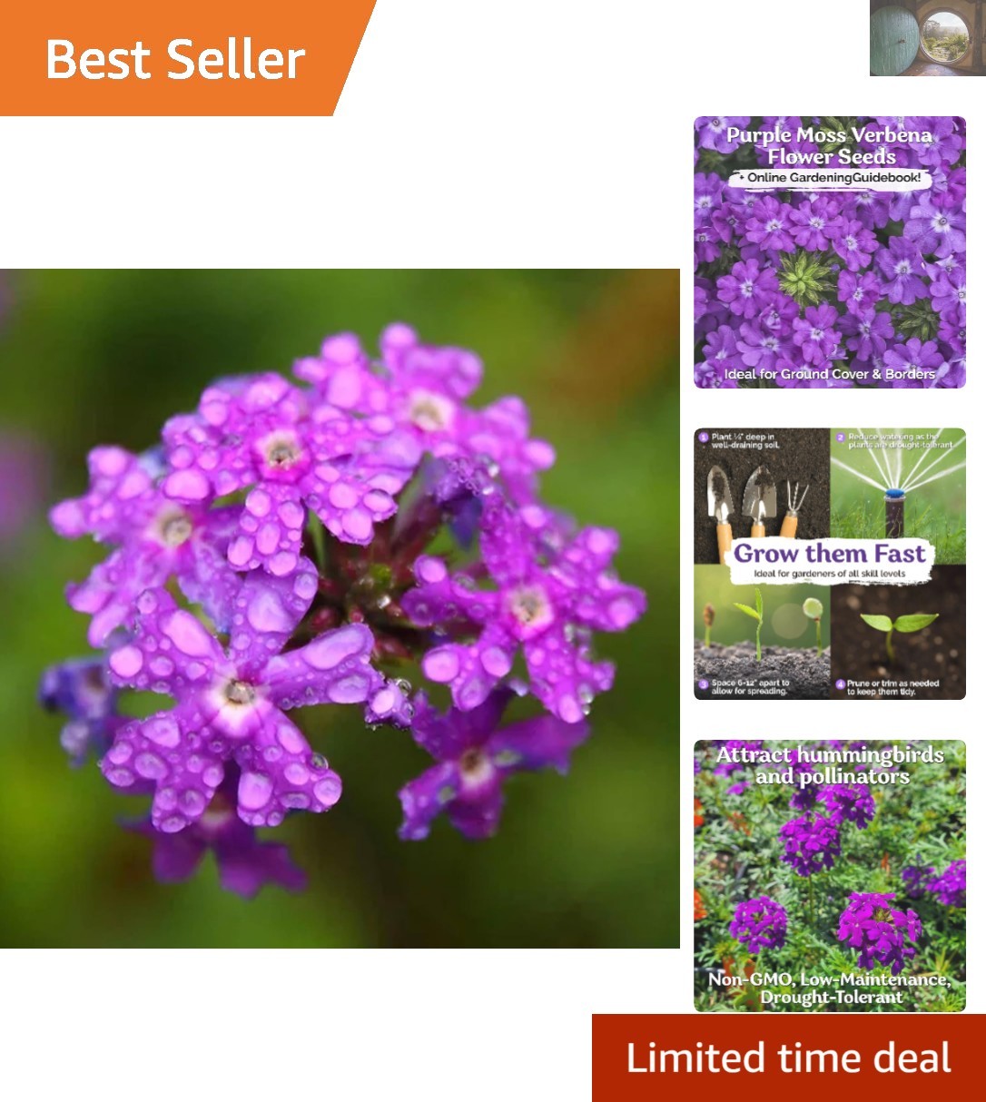 Perennial Purple Moss Verbena Seeds – 1000 Count for Stunning Ground Cover