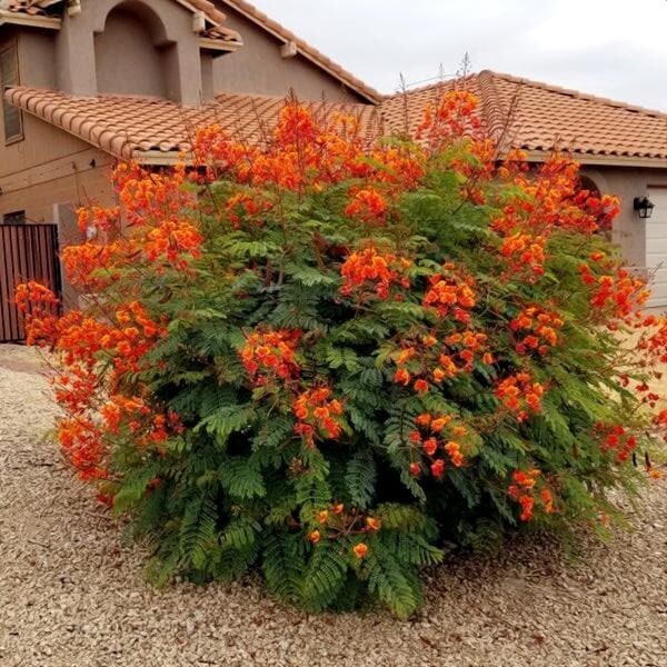 MEXICAN RED BIRD of PARADISE SEEDS (C. Pulcherrima) DWARF POINCIANA Flower Shrub