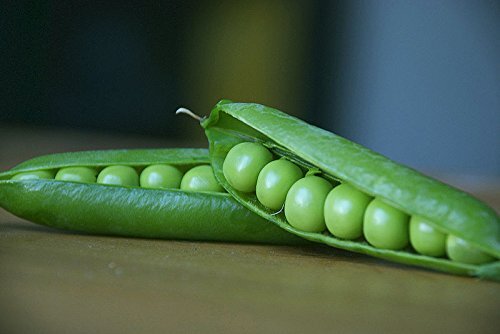 Pea Alaska Great Heirloom Vegetable By Seed Kingdom 1,000 Seeds