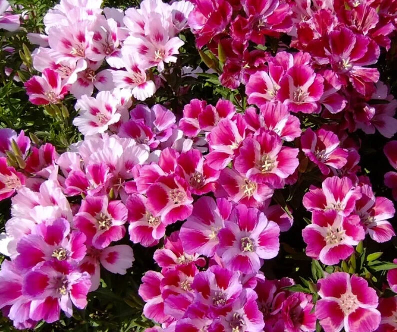 500 Godetia Seeds. Pink and White Mix. USA Seeds. Organic. Ships free