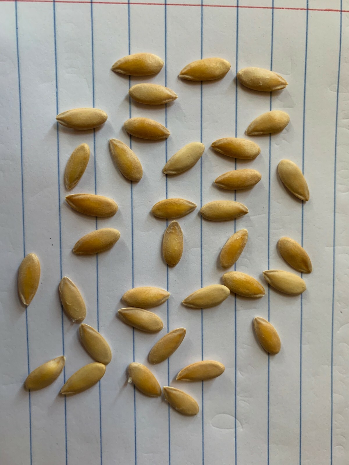 “BEST ON EBAY” 30 ORGANIC CANARY GOLDEN MELON SEEDS FRESH HARVEST IN 2020, BIG
