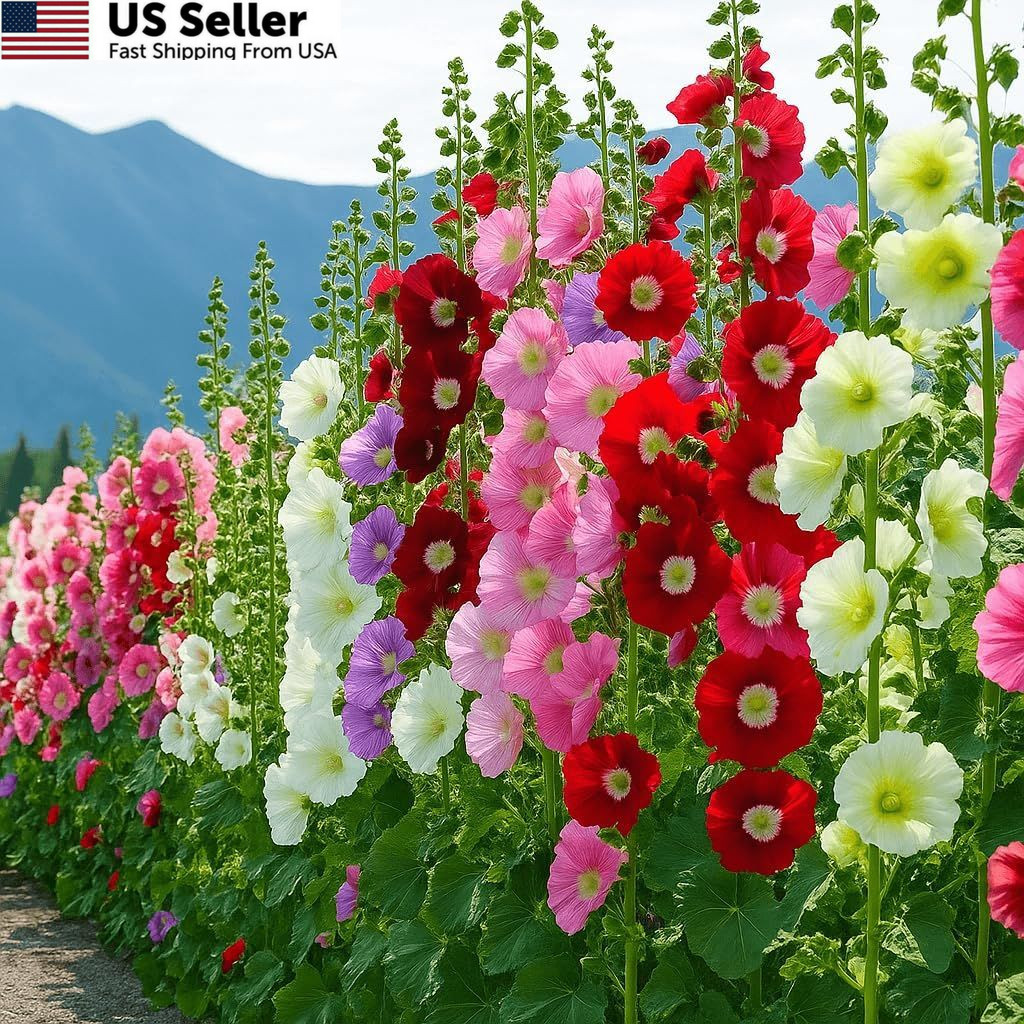 Hollyhock Seeds 3000+ Bulk Pack – Mixed-Color Perennial