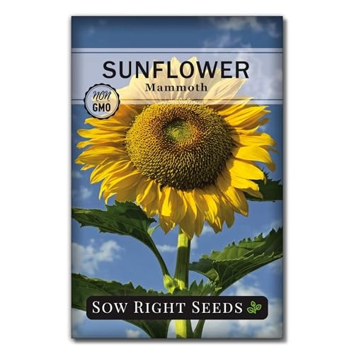 – Mammoth Sunflower Seeds to Plant – Grow Giant Sunflowers in Your Garden – 1