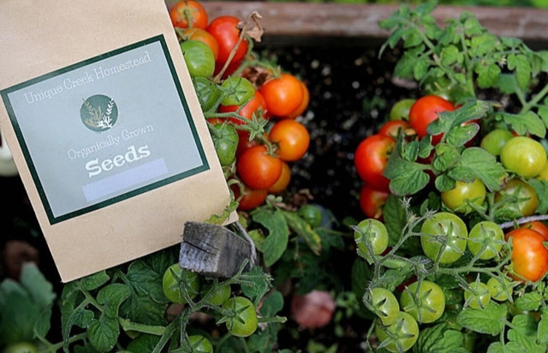 RED ROBIN Dwarf TOMATO 25-Seeds Organic Grown Unique Creek Homestead Certified