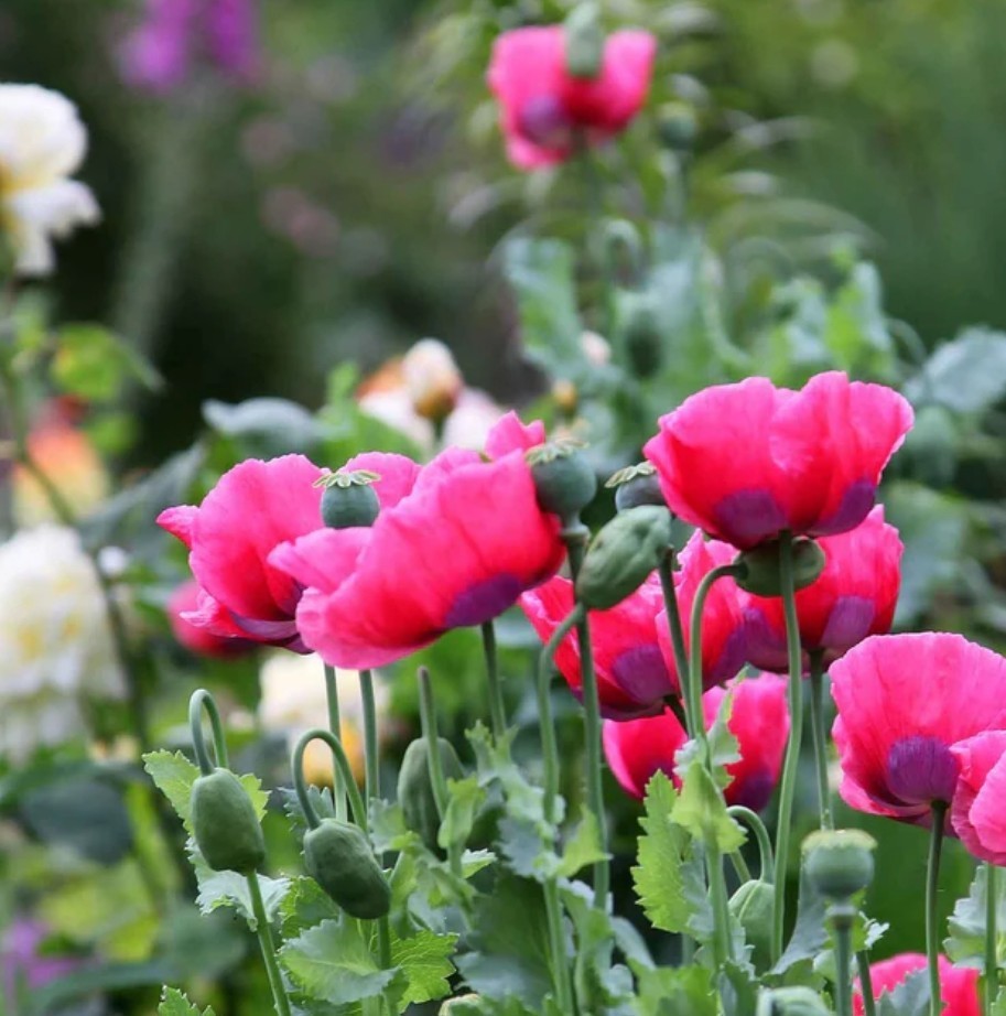 500+ The Giant Poppy Seeds **Fresh Seeds** ~~Free Shipping~~