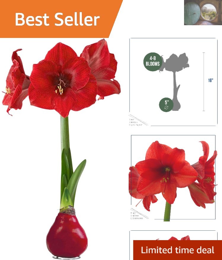 Live Waxed Amaryllis Plant – Stunning Red Blooms, Indoor/Outdoor, Easy Care