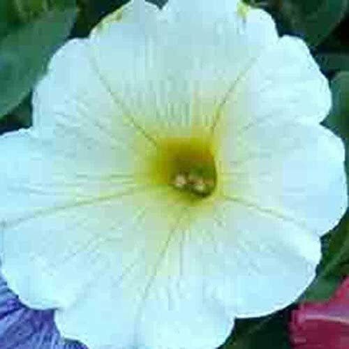 2000+ PETUNIA SEEDS HUMMINGBIRD MIX BUTTERFLIES FLOWERS CONTAINER NON-GMO GARDEN