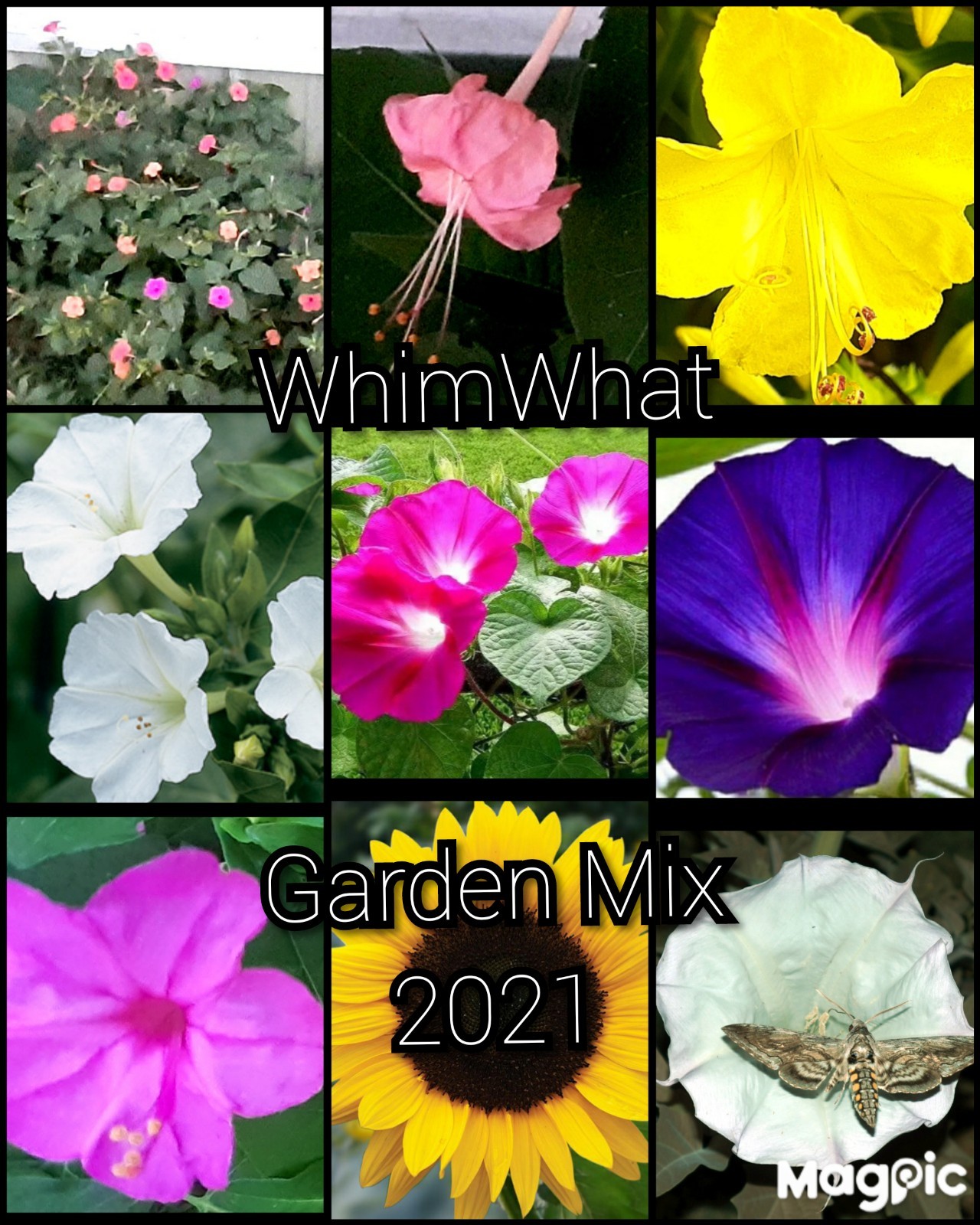 100 SEEDS From My Yard w/ Morning Glory, Four O’Clocks, Sunflower, Datura & More