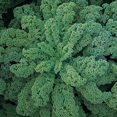 Darkibor F1 Hybrid Kale Seeds – High yielding Curly Kale That Stands 18-24” Tall