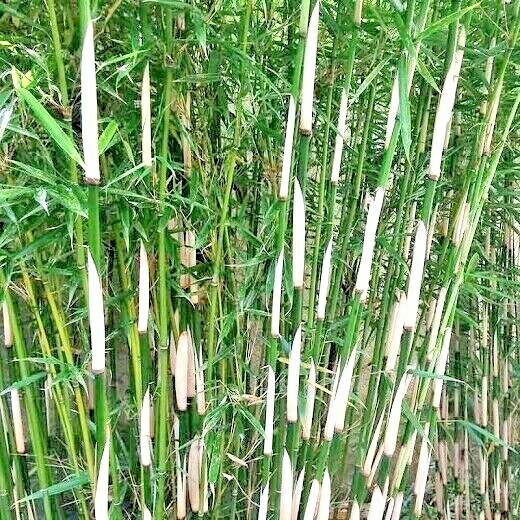 10 FARGESIA (Non-running Bamboo) SEEDS – Fargesia robusta