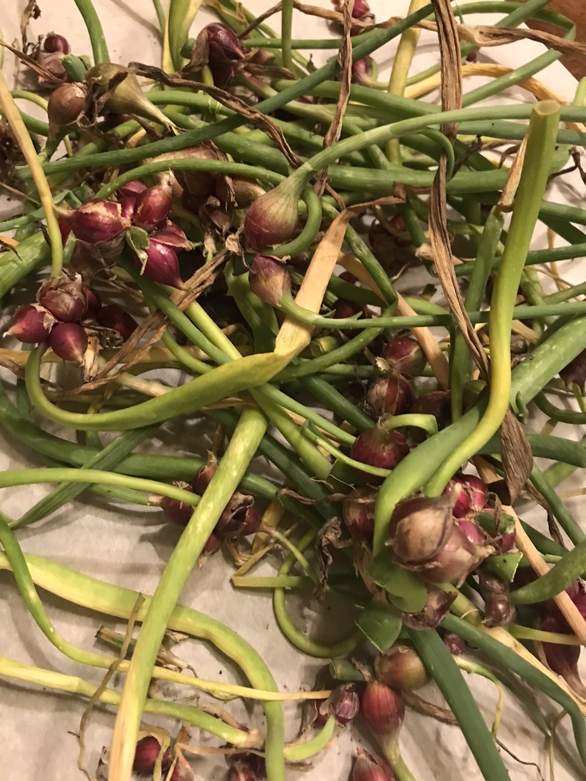 egyptian walking onion bulbs