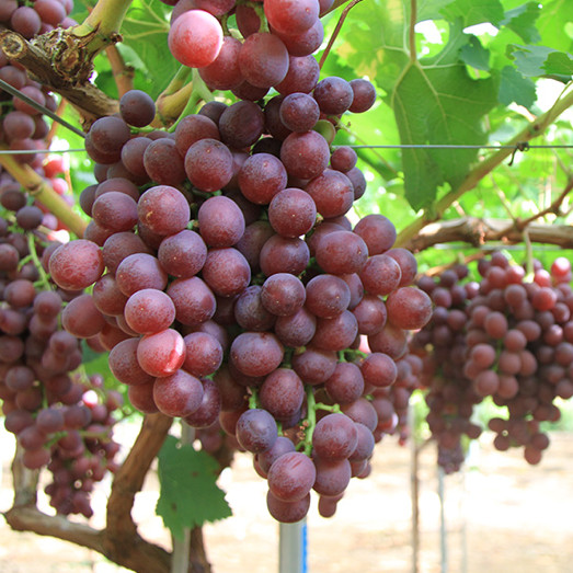 MAGENTA Grape Vine – 3 cuttings , no roots- imported Australia
