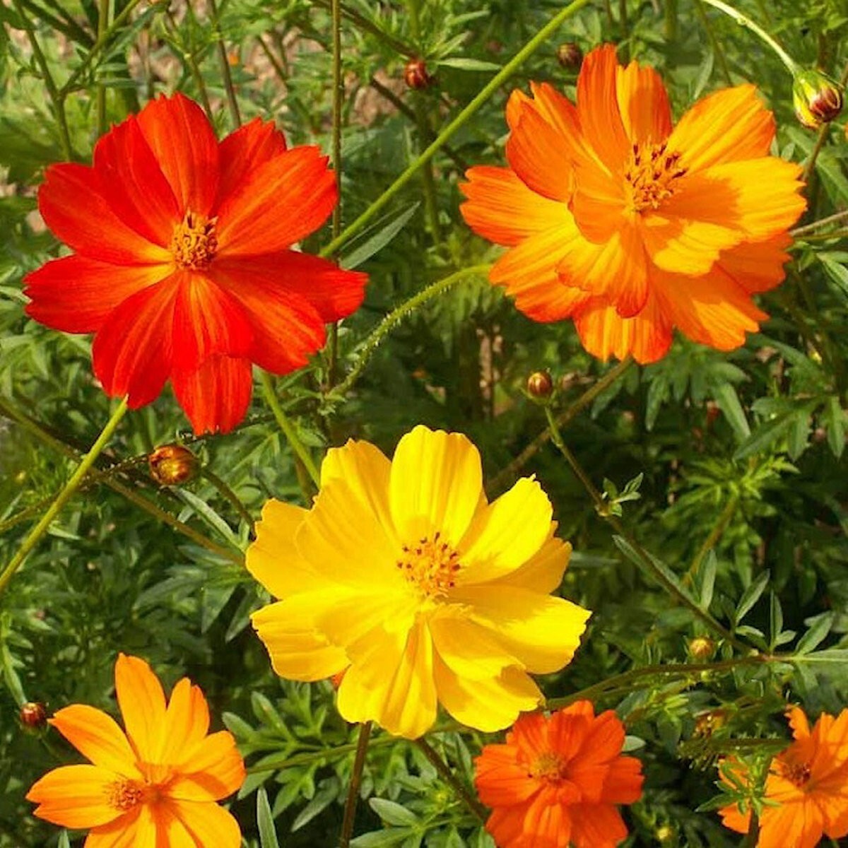 1/4 Lb Bright Lights Mixed Sulphur Cosmos Wildflower Seeds – Everwilde Farms