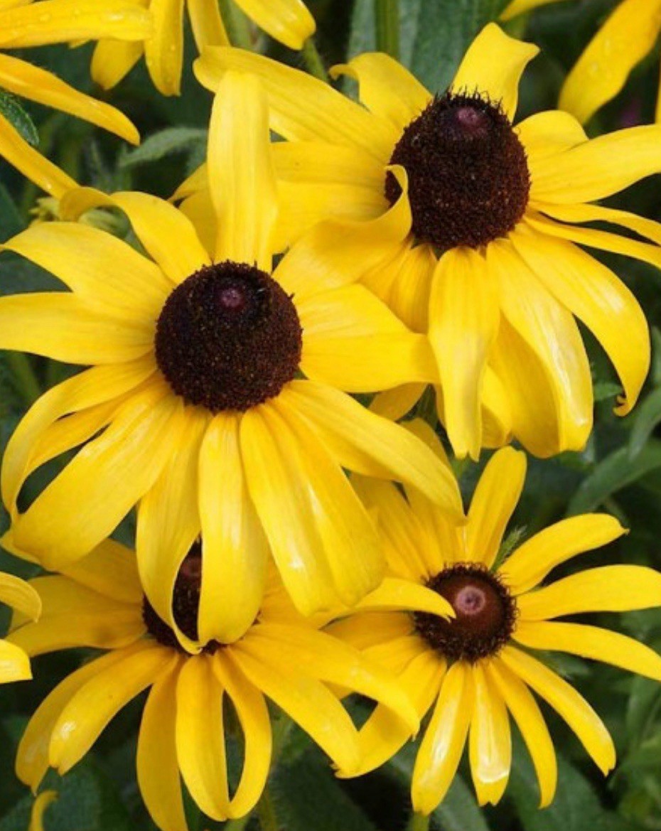 10,000 Black Eyed Susan GOLDILOCKS Rudbeckia DOUBLE BLOOMS Non-GMO 10,000 seeds