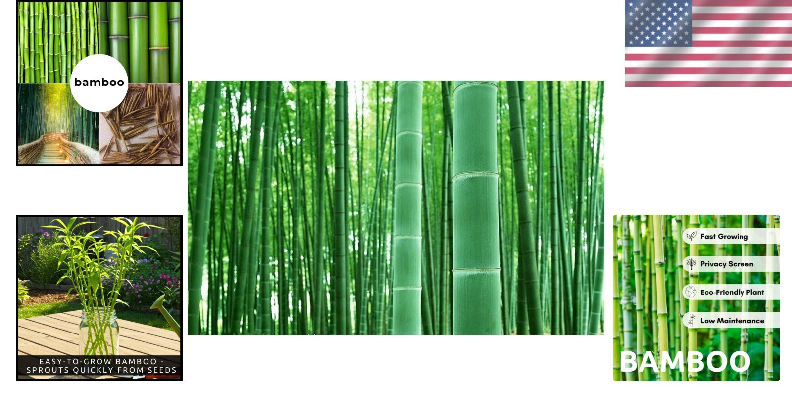 GMO-Free Giant Timber Bamboo Seeds – Perfect for Landscaping Indoors & Outdoors