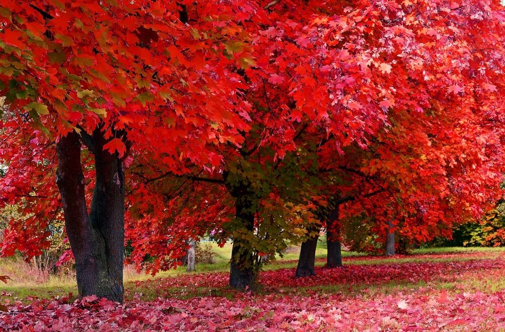 30 Red Maple Tree Seeds – Made in USA, Ships from Iowa