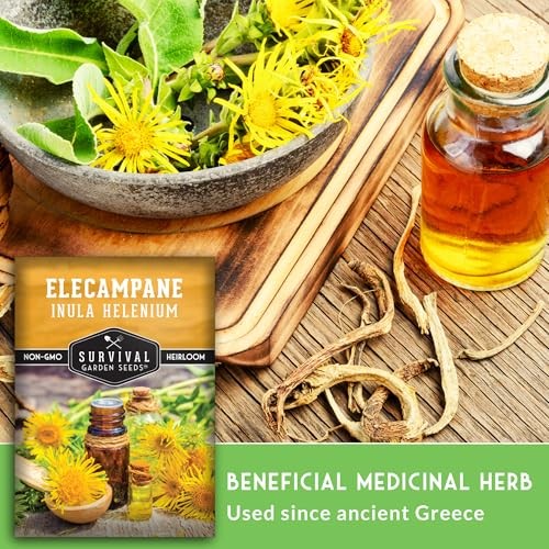 Elecampane Seeds for Planting – Traditional Medicinal Herb (Inula helenium) 1