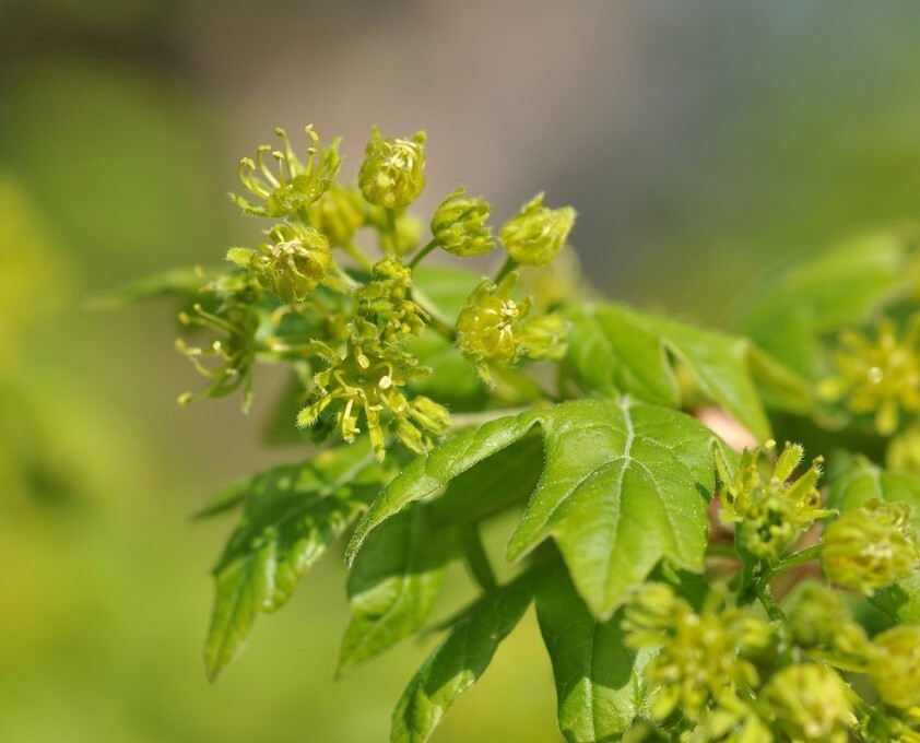Field Maple Tree | Premium Seeds | Acer campestre ‘Fall’ | Plants’®