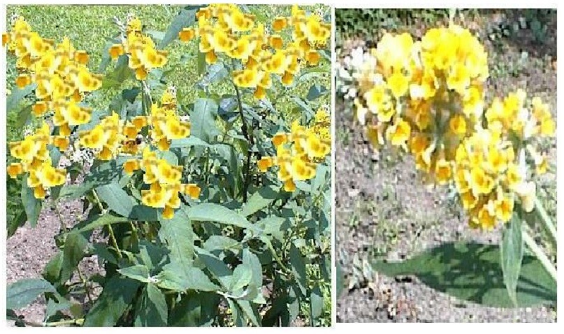 Yellow Honeycomb Butterfly Bush 100 Seeds 4 U-Perennial Bush-USA Seller