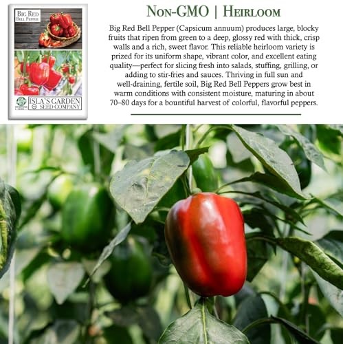 Big Red Bell Pepper Seeds (Capsicum annuum) – 50+ Non-GMO Heirloom Seeds by