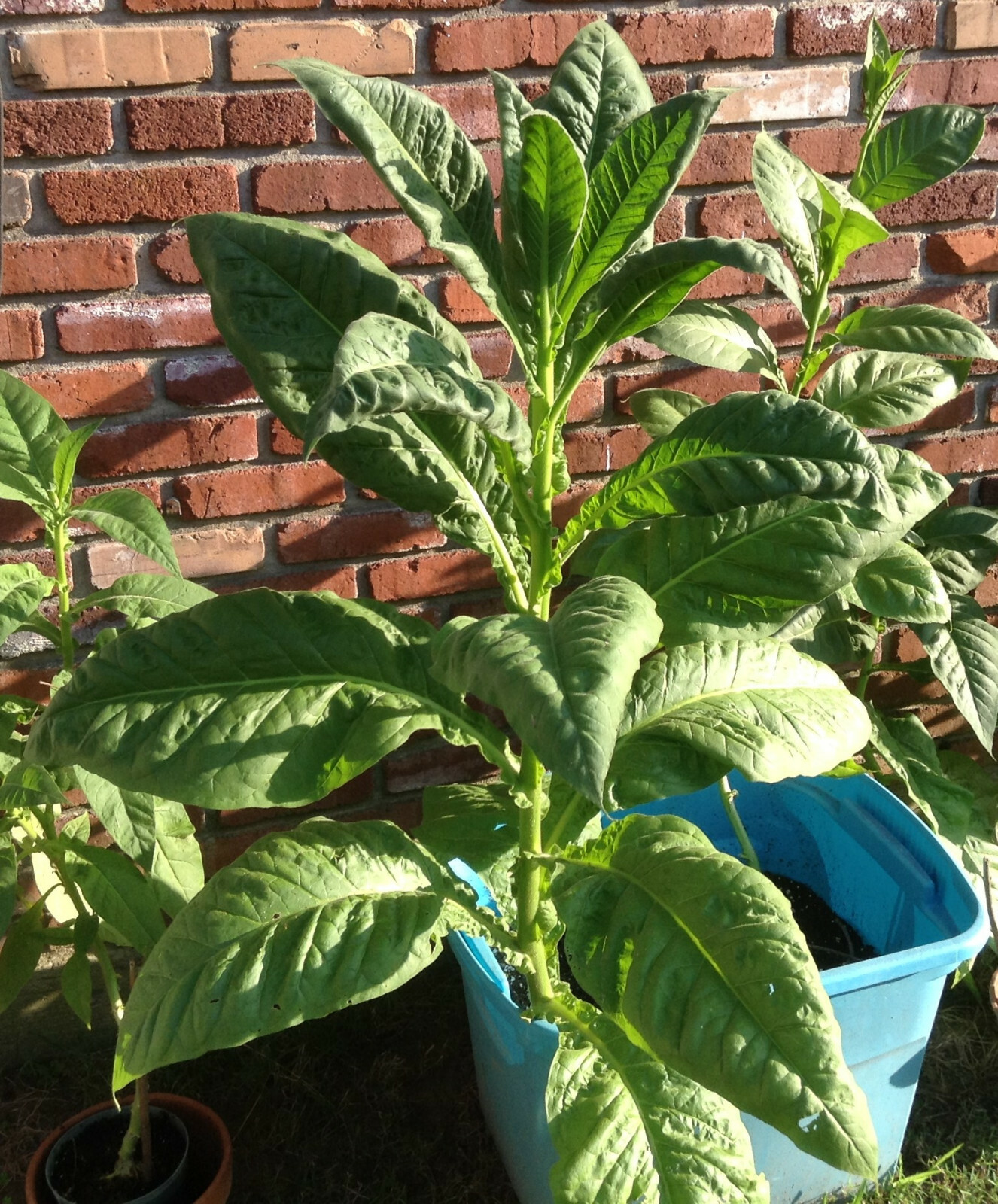 Stag Horn Tobacco – Nicotiana seeds (1000+ per packet)