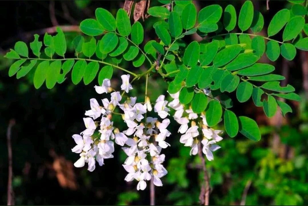 BLACK LOCUST BONSAI – 10+PCS Rare Seeds (Robinia Pseudoacacia) *FREE SHIPPING!*