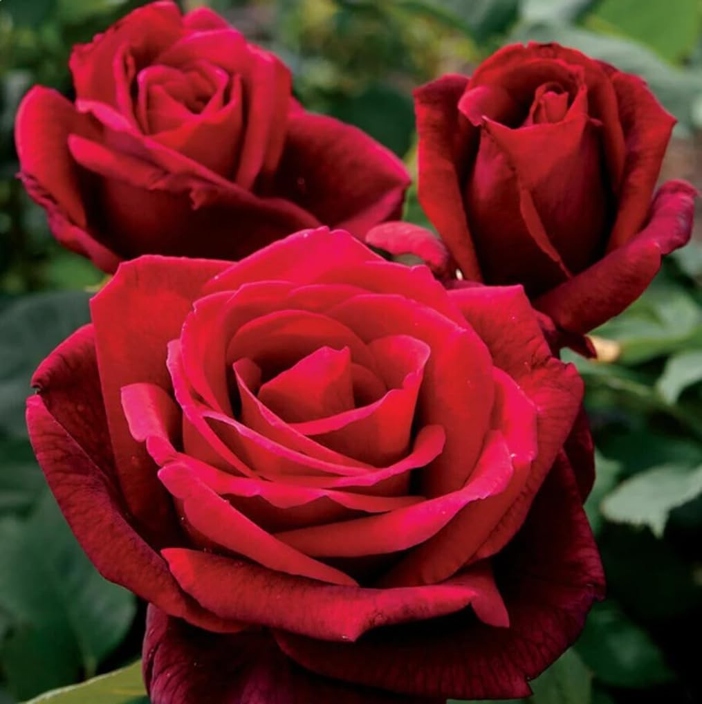 100PCS Red Rose Seeds for Garden | Hybrid Flowering Bush Heirloom Plants