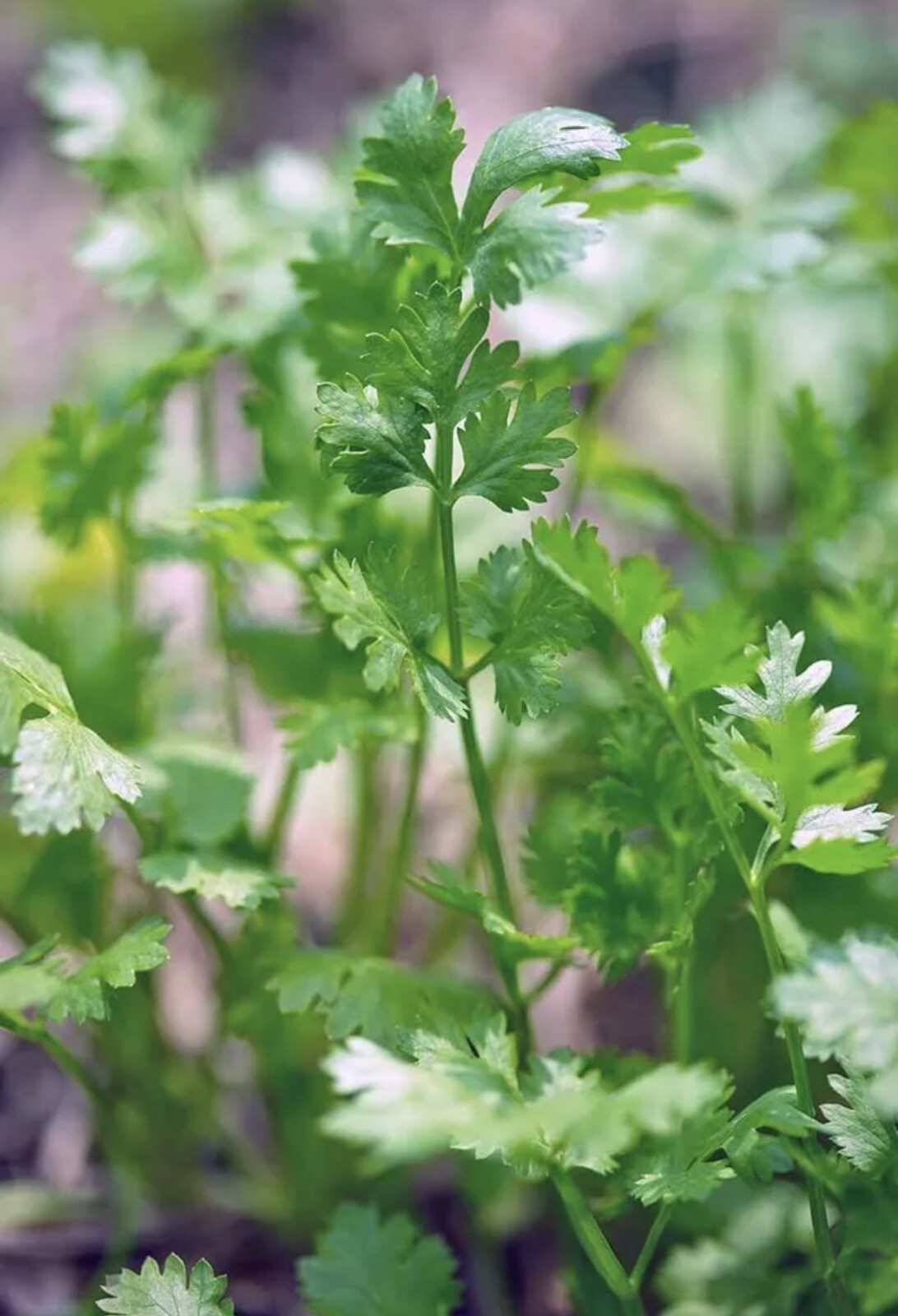 Fresh texas Cilantro Seeds -150 count+Herb Seeds – USA Grown – Non Gmo