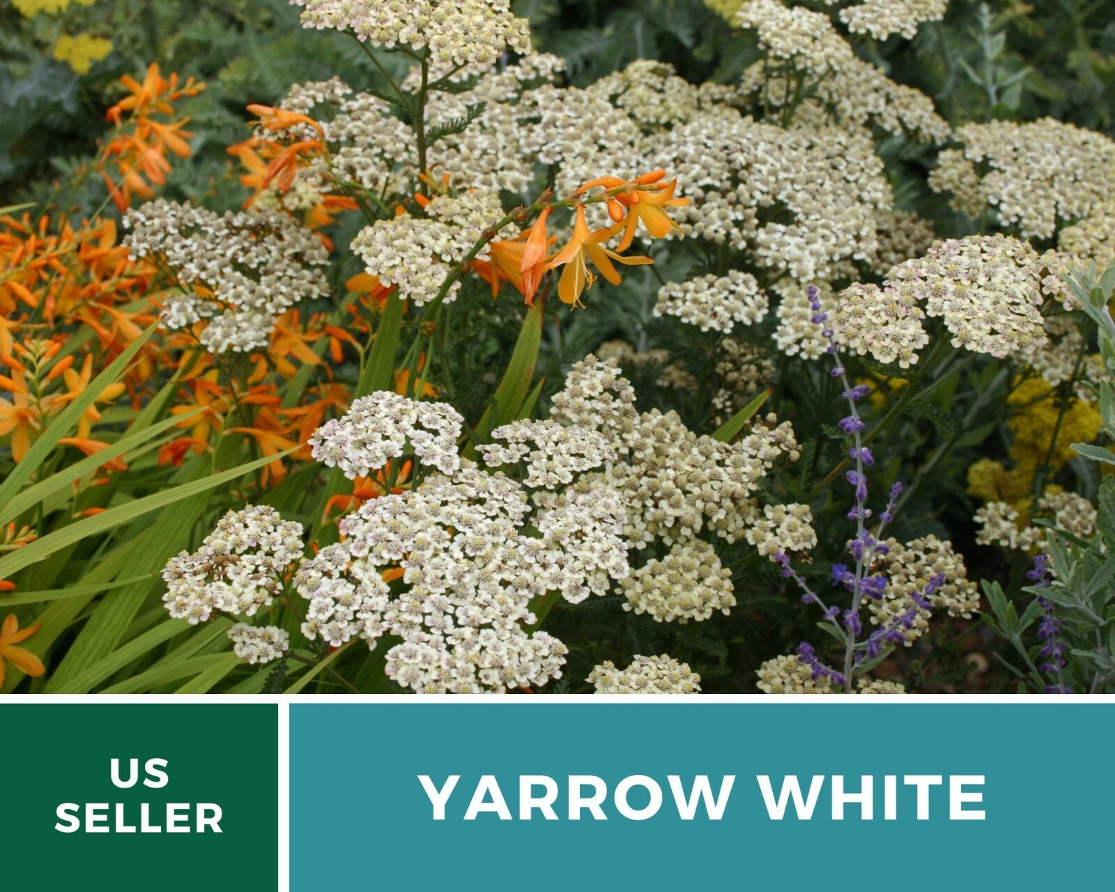 Yarrow, White – Heirloom Seeds – Medicinal Herb – Pollinator Friendly