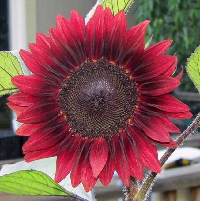 ProCut Red Sunflower – Pack 25 Seeds – Annual Vibrant Blooms Sunflower Plant