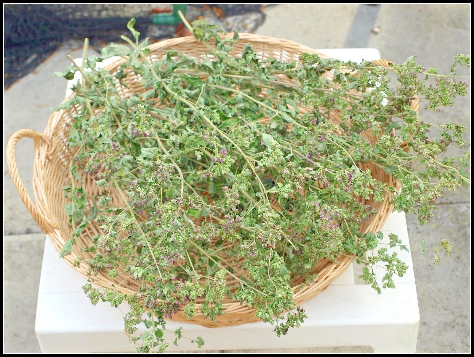 300+TRUE GREEK OREGANO Herb Seeds Organic Garden Container Perennial Heat Cold