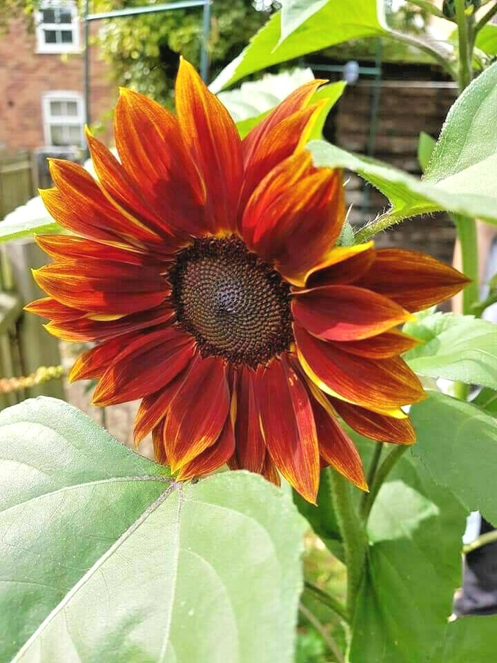 105+ Velvet Queen SunFlower Seeds Non-GMO Easily Grows Every-Where~FREE SHIPPING