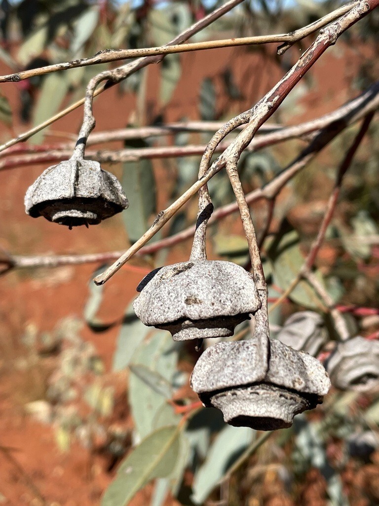 Eucalyptus kingsmillii Seeds – ‘Kingsmill’s Mallee’