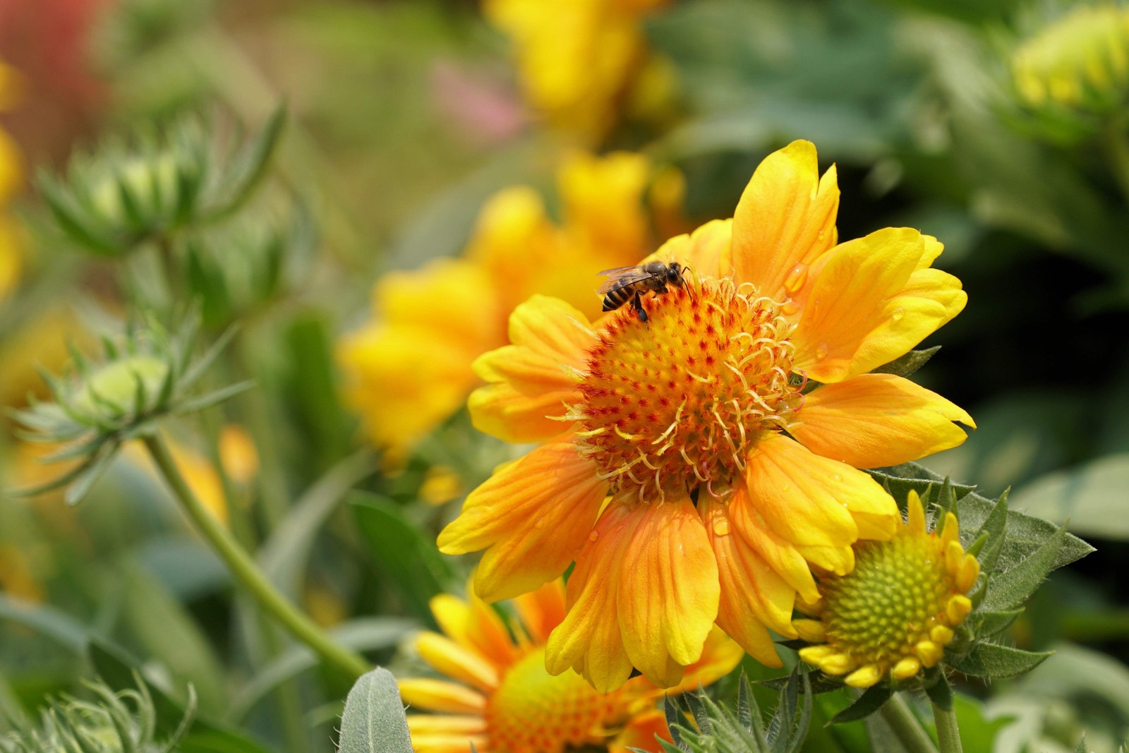 100 YELLOW GAILLARDIA Aristata (Blanket Flower / Indian Blanket) Flower Seeds